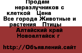 Продам 2 неразлучников с клеткой › Цена ­ 2 500 - Все города Животные и растения » Птицы   . Алтайский край,Новоалтайск г.